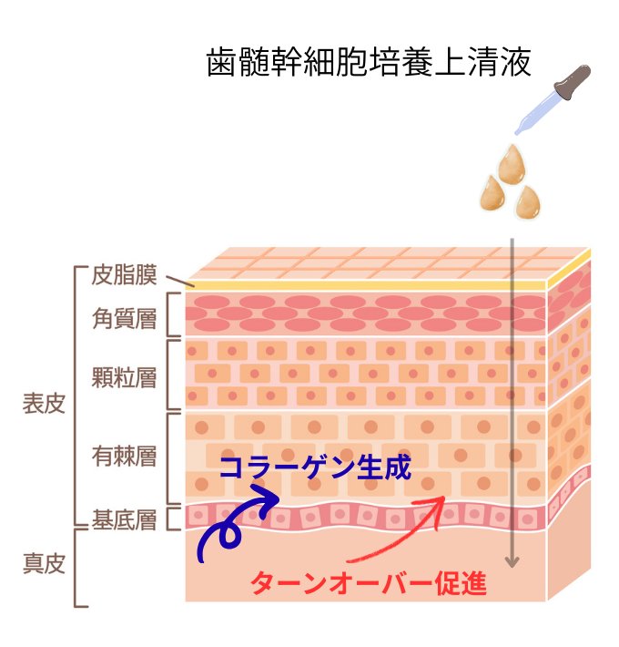 年齢肌で気になる【しみ・しわ・たるみ】に再生医療という新常識【大阪 梅田 クローバー美容クリニック】